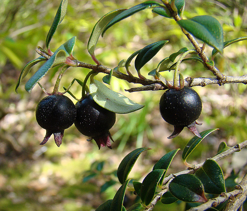 BLACK CHILEAN GUAVA